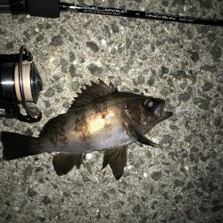 アジングからの〜