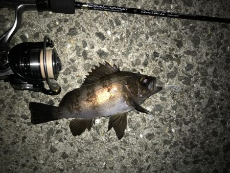 アジングからの〜