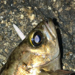 降雨前短時間メバリング