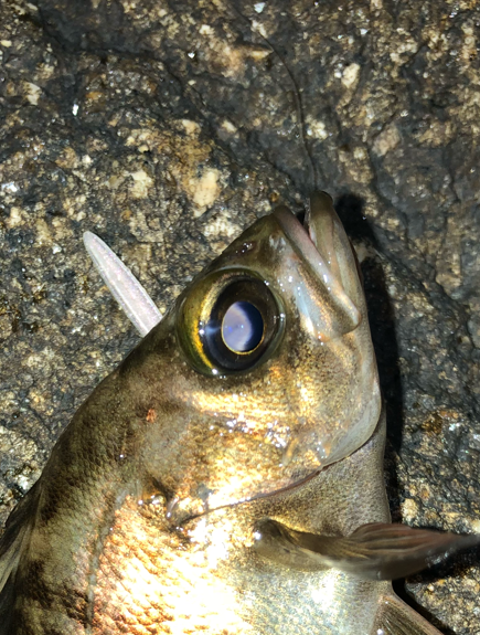 降雨前短時間メバリング