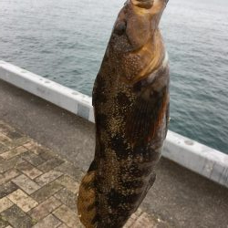 メバリングと根魚狙い！