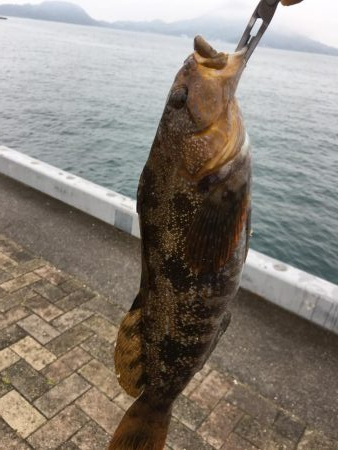 メバリングと根魚狙い！