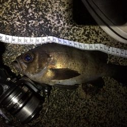 回遊型メバル？