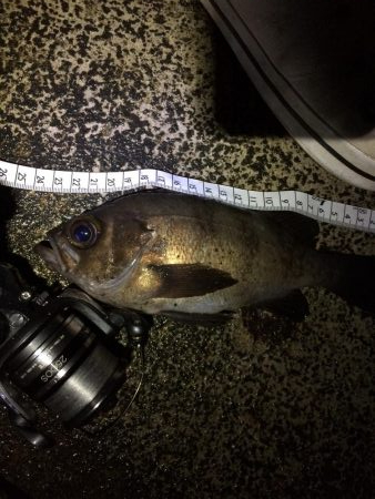 回遊型メバル？