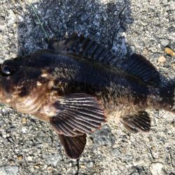 まさかのアイナメ⁈