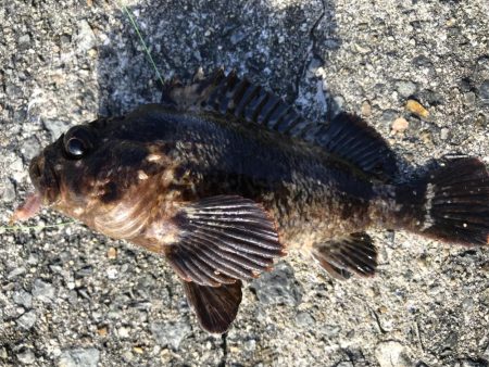 まさかのアイナメ⁈