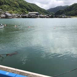 アオリイカ調査