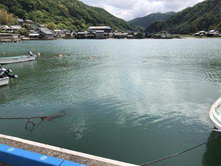 アオリイカ調査