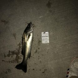 まさかのヒラメ