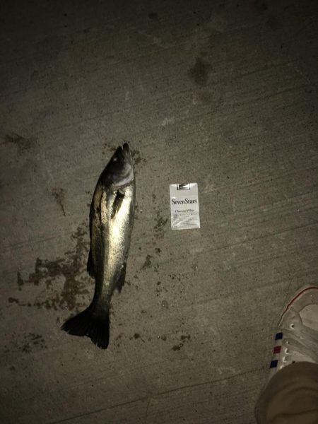 まさかのヒラメ