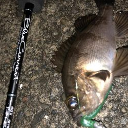 今夜もチビメバリング！パターンは岸壁パターン！！