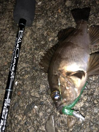 今夜もチビメバリング！パターンは岸壁パターン！！