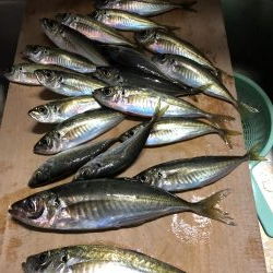 アジ釣り③シーズン到来