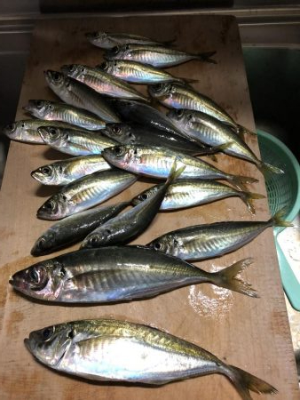 アジ釣り③シーズン到来
