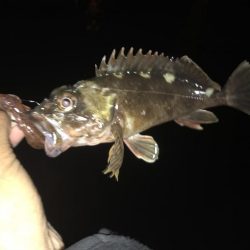 爆風でも釣れました!