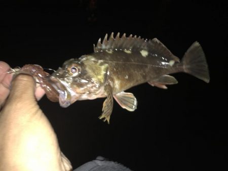 爆風でも釣れました！