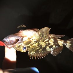 夕まずめ 短時間