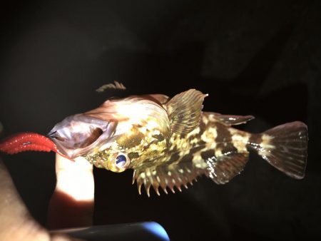 夕まずめ 短時間