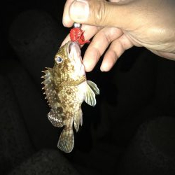 日課のナイトゲーム