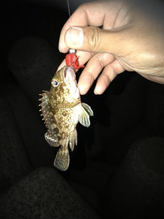 日課のナイトゲーム