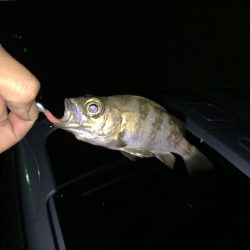 とりあえずメバル