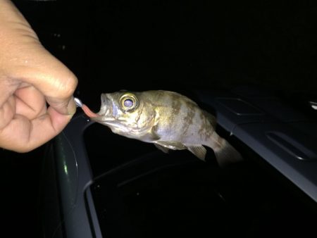 とりあえずメバル