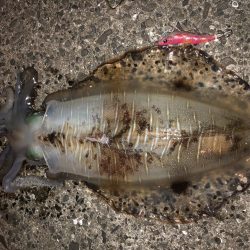 春イカエギング