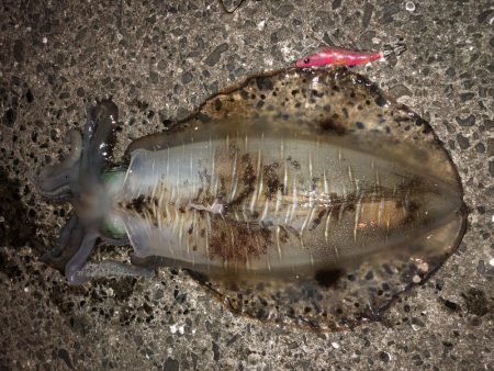 春イカエギング