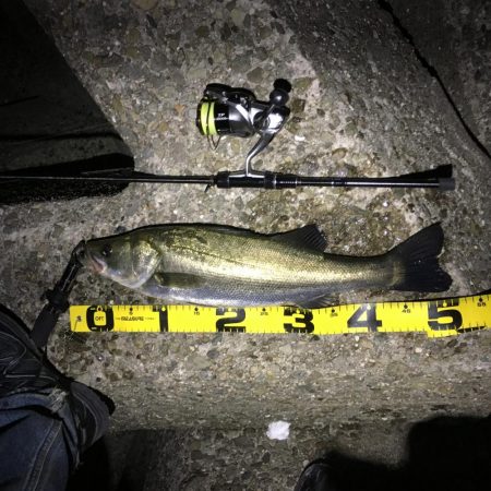 りんくう〜泉大津 メバリング