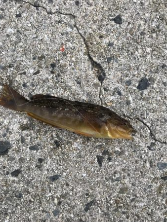 マムシは良く効く