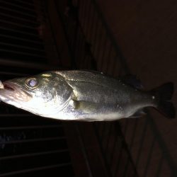 チーバス。。。