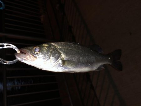 チーバス。。。