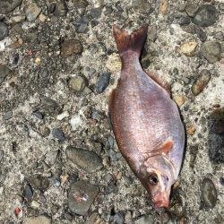 テトラでウキ釣り