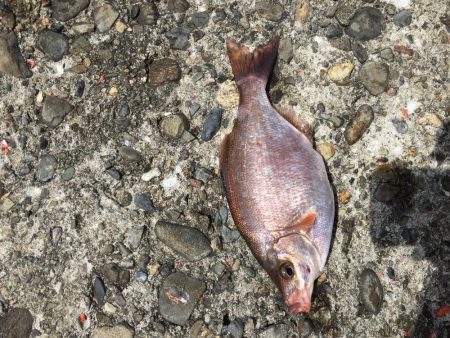 テトラでウキ釣り