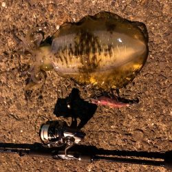 春イカエギング