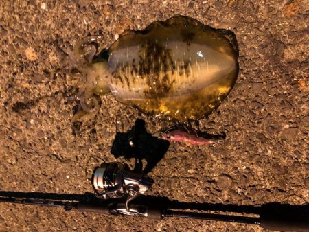 春イカエギング