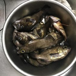 好調メバリング♪