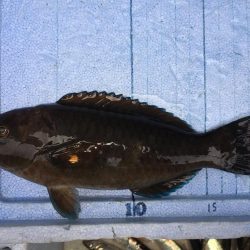 カタクチイワシ サバ