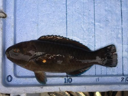 カタクチイワシ サバ