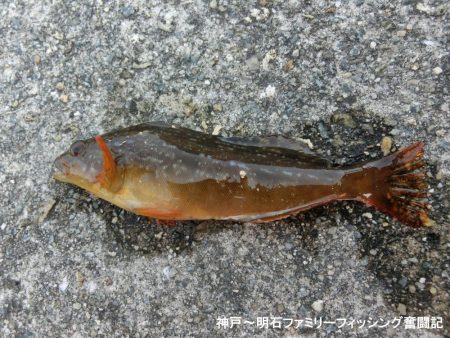 小物爆釣で満足の一日