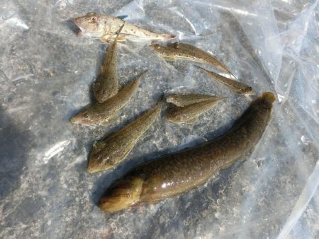 キスはまだかな？ホウボウ釣れた