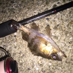 メバリングちびっ子編