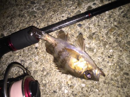 メバリングちびっ子編