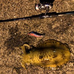 春イカエギング