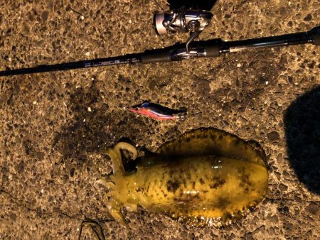 春イカエギング