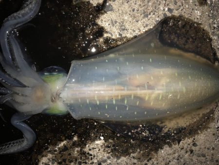 春イカエギング