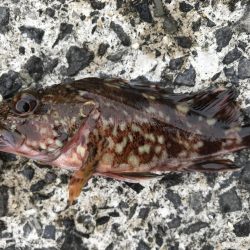 コブダイｊｒ！