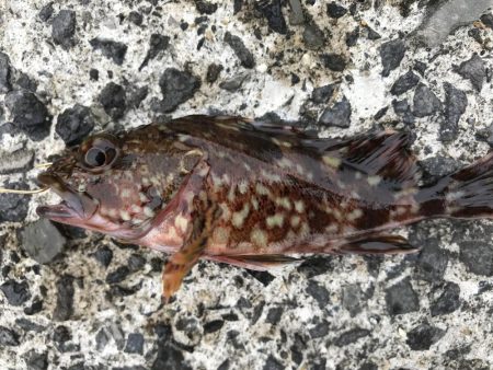 コブダイｊｒ！