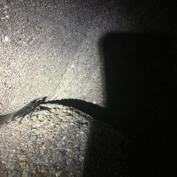 フラットフィッシュ狙い