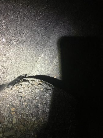 フラットフィッシュ狙い